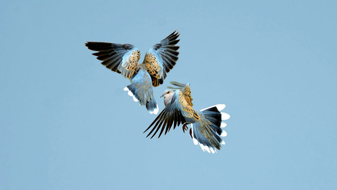 Two turtle doves fighting in flight