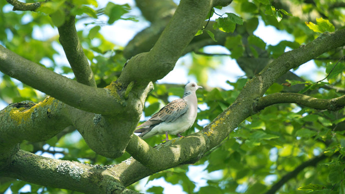 Turtle dove in tree