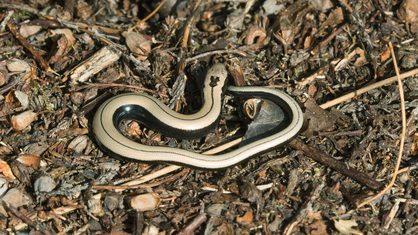 Slow Worm (Anguis fragilis) British Reptiles Woodland Trust