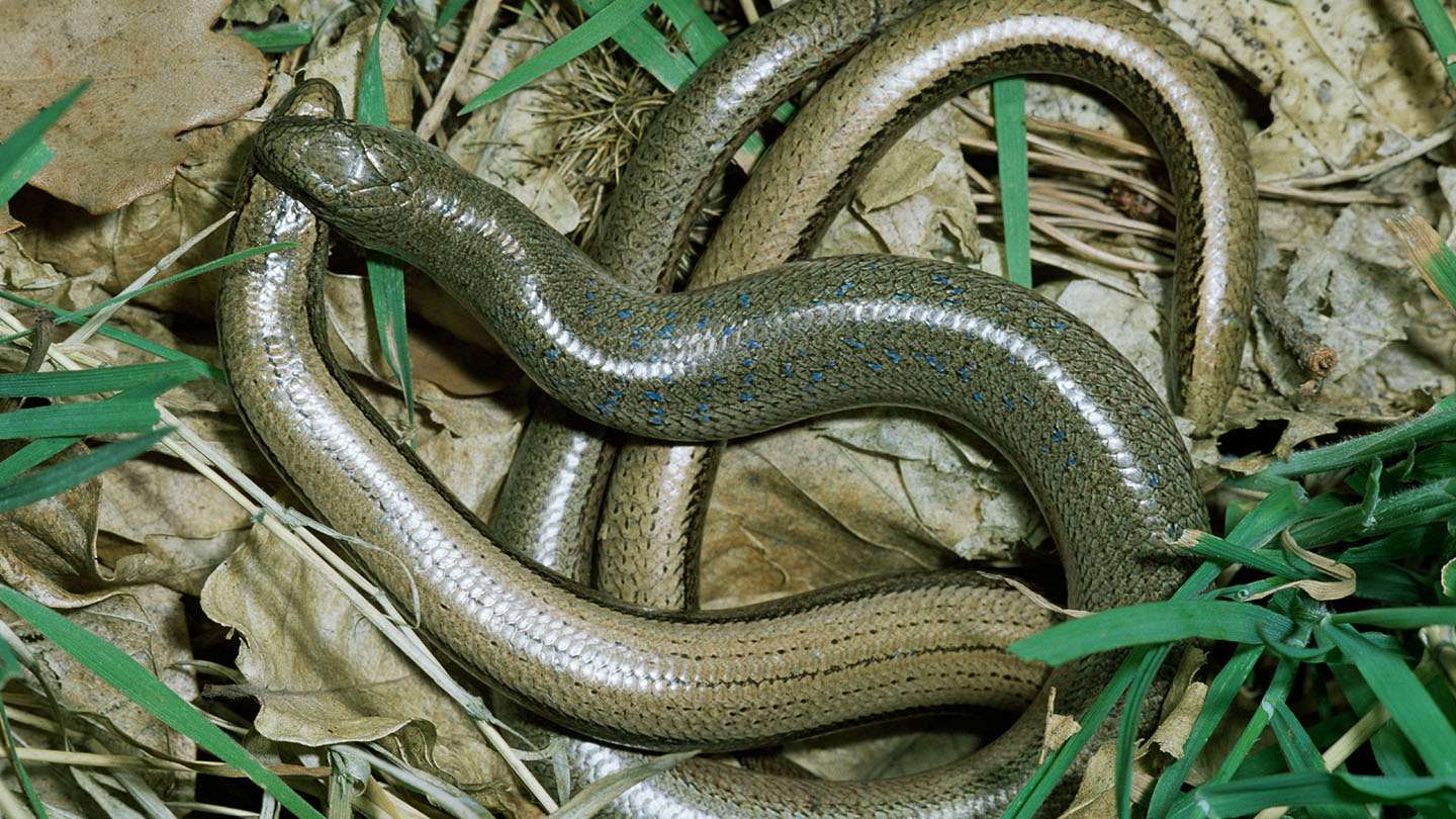 Slow Worm Anguis fragilis - British Reptiles - Woodland Trust