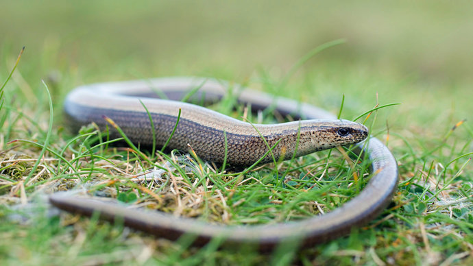 Slow worm on grass