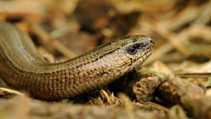 Slow worm close-up