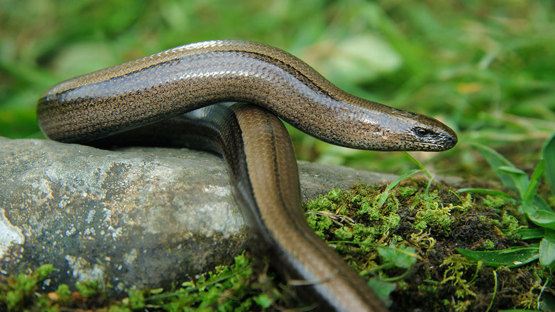 Female slow worm