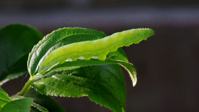 Brimstone larva on leaf
