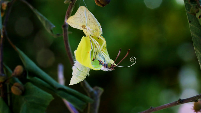 Brimstone butterfly emerging from pupa