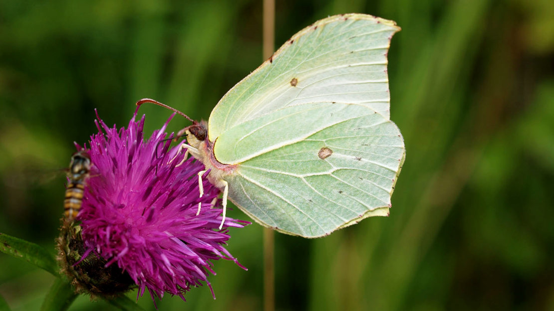 Brimstone butterfly female feeding on knapweed