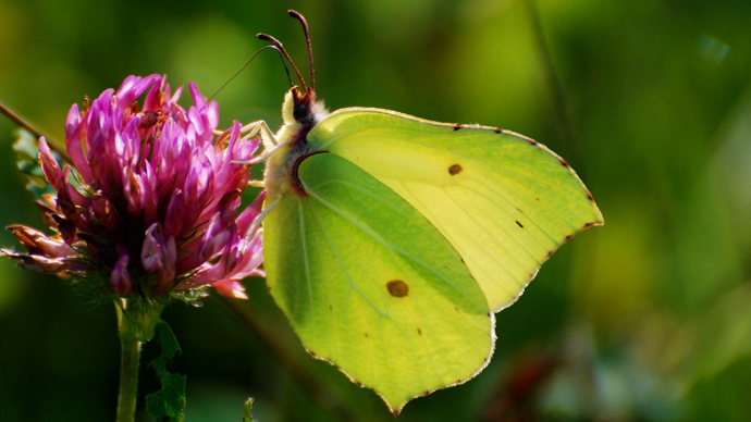 Brimstone butterfly male feeding on red clover