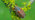Cockchafer beetle close-up on a branch