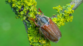 Cockchafer beetle close-up on a branch Cockchafer beetle close-up on a branch