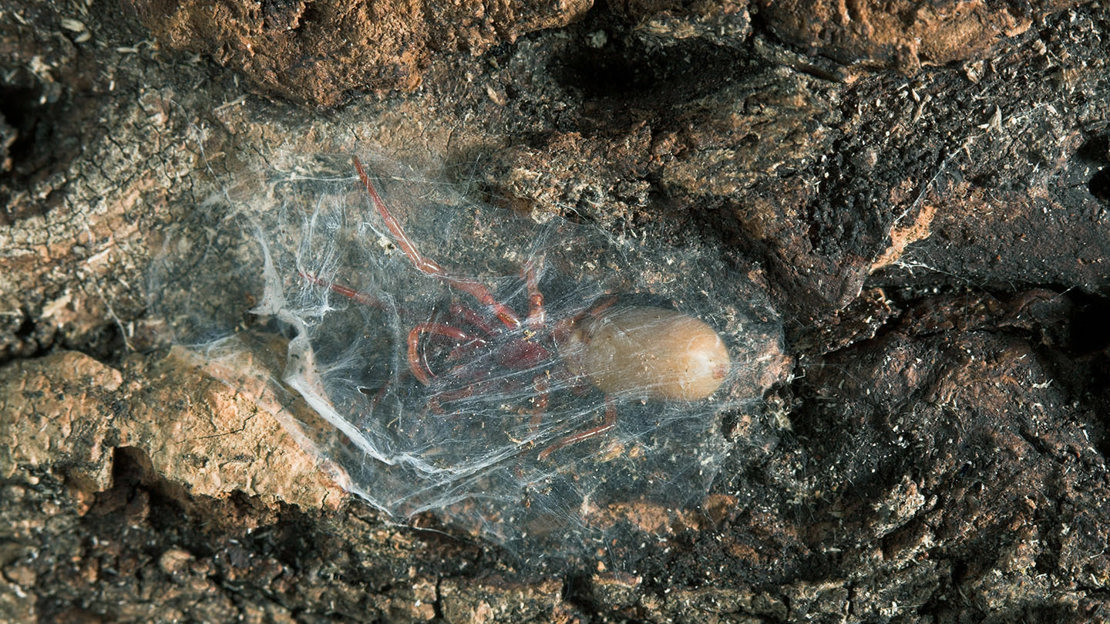 Woodlouse spider resting in web