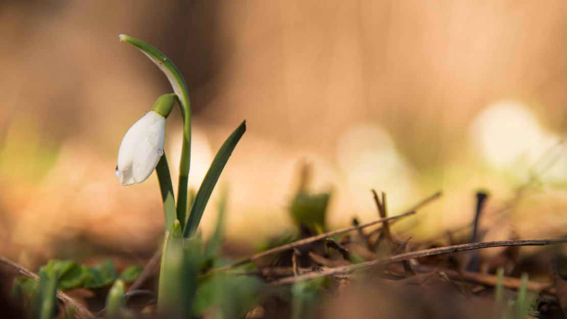 snow drop with blurry background