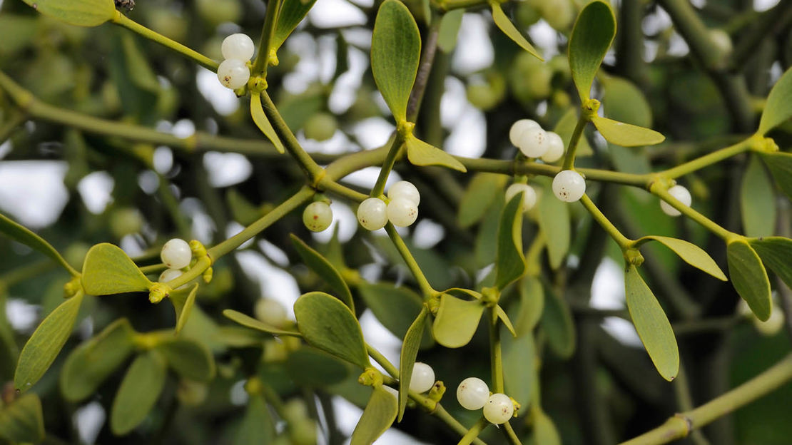 mistletoe close-up