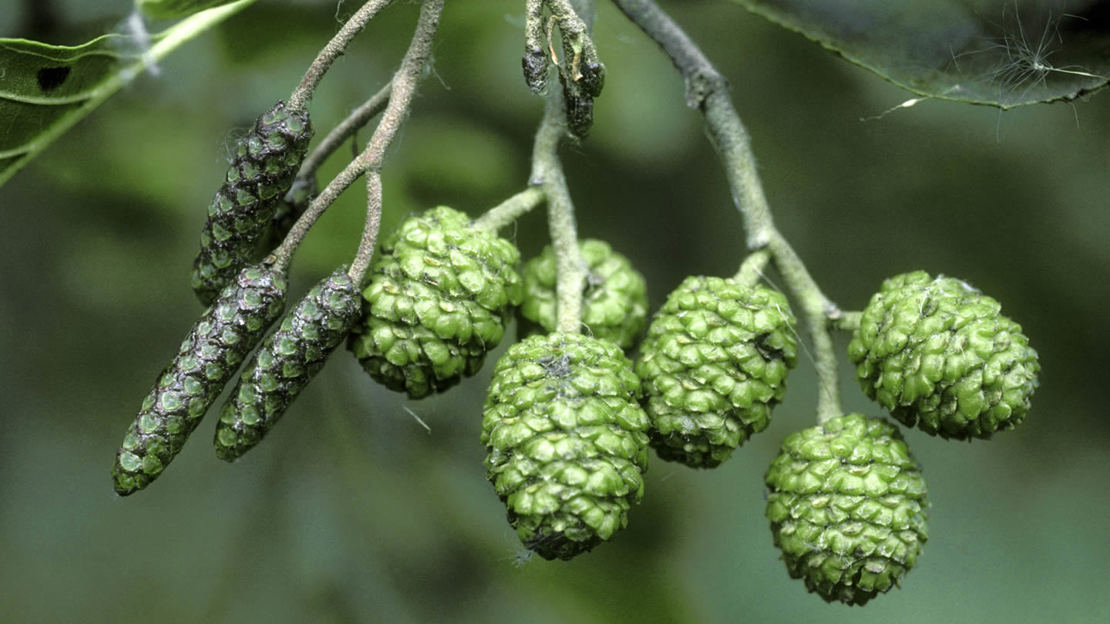 Alder male and female catkins