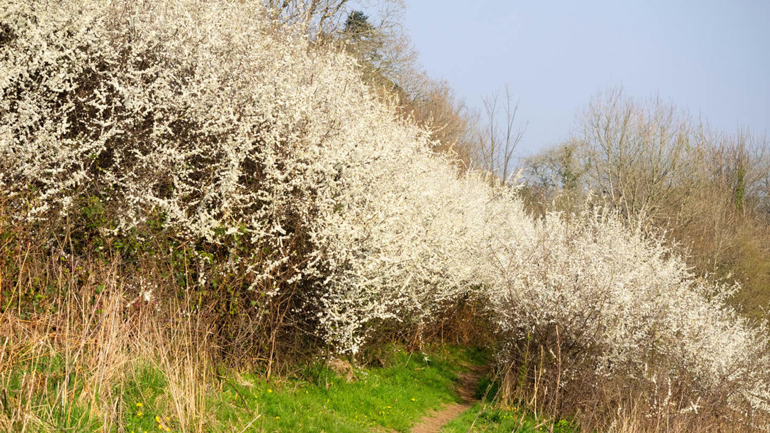 Blackthorn bushes in flower