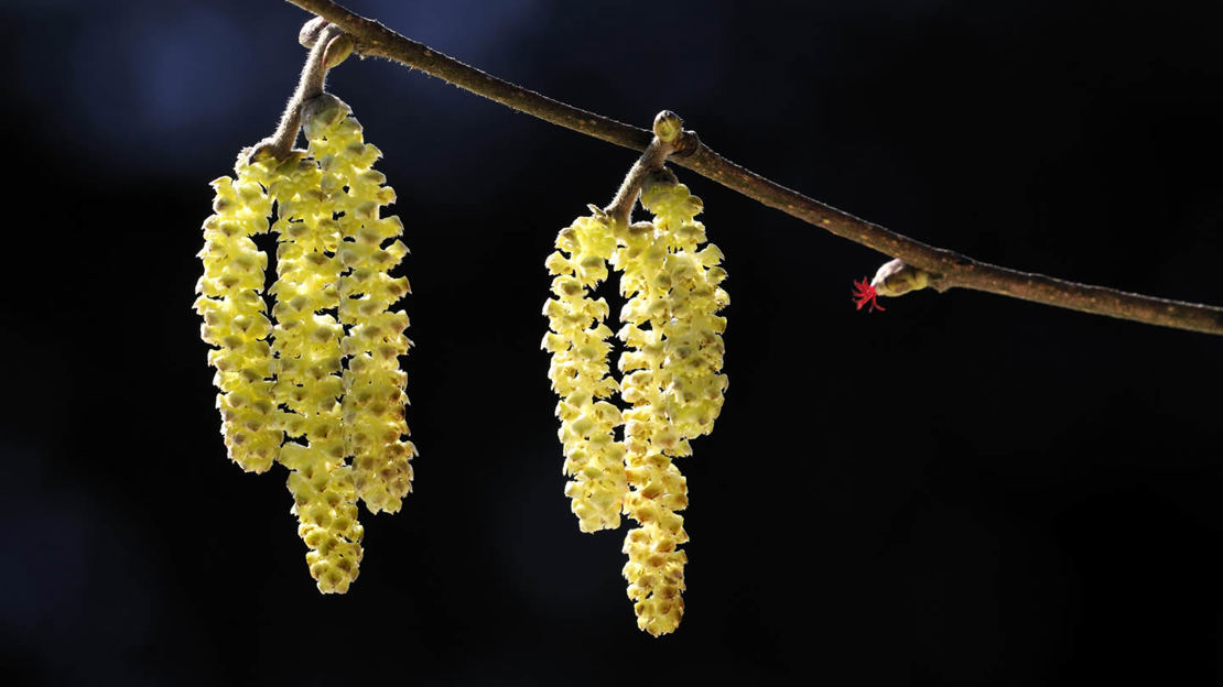 Hazel male and female flower catkins