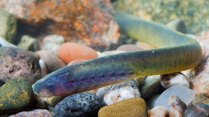 Brook Lamprey Lampetra Planeri Woodland Trust Brook Lamprey Lampetra Planeri Woodland Trust