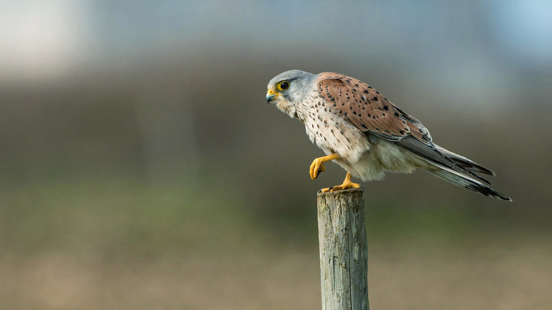 Kestrel on post