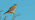 Kestrel perched on branch