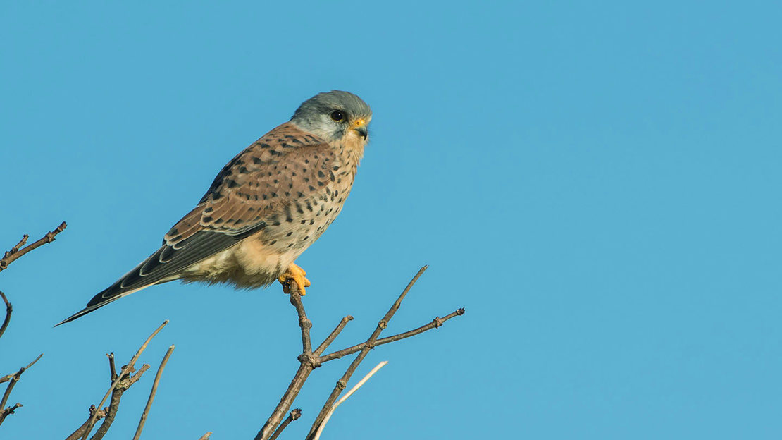 Kestrel perched on branch
