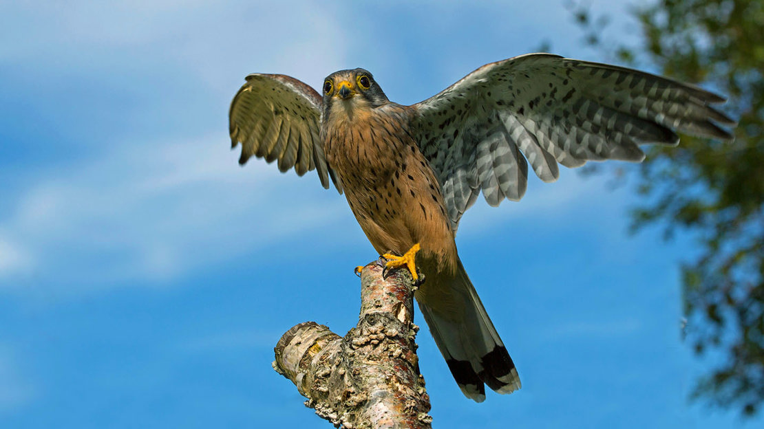 Male kestrel on stump
