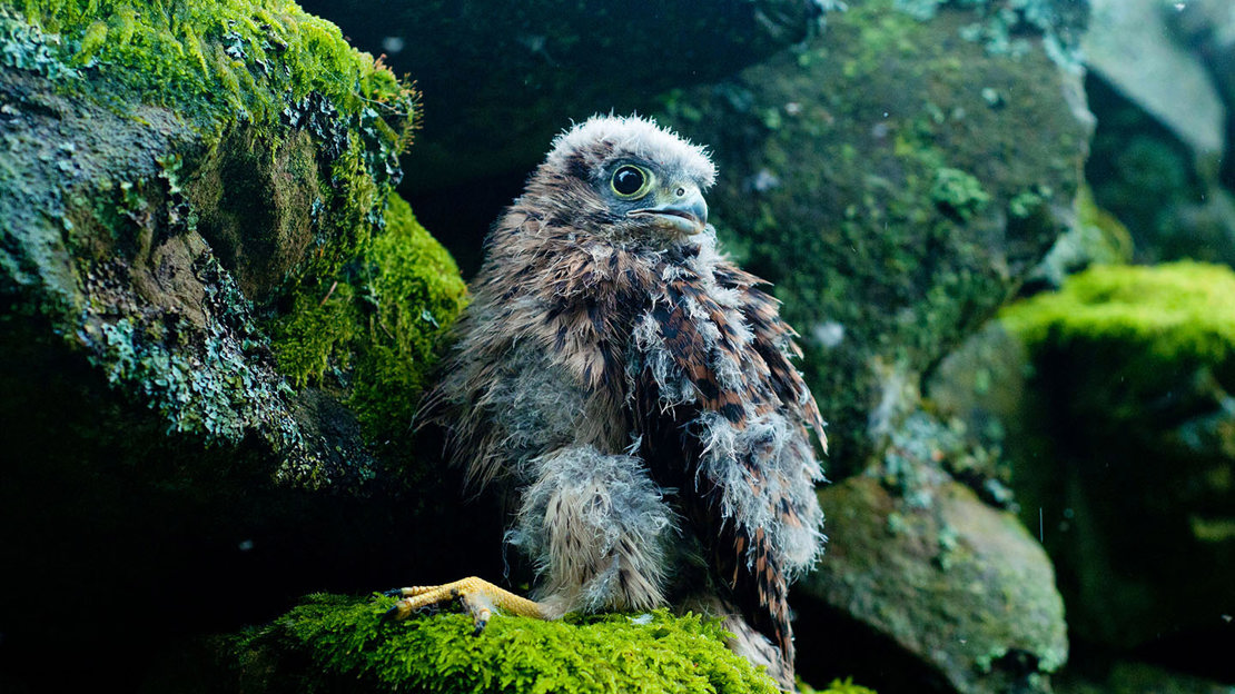 Kestrel chick on mossy rock