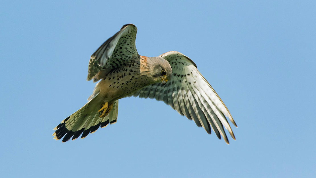Kestrel hawking