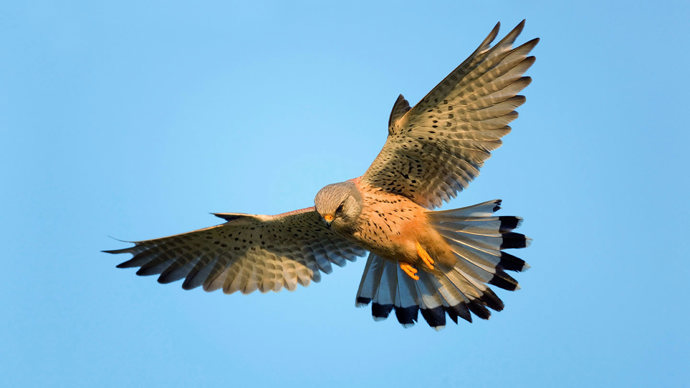 Kestrel hovering against bright blue sky