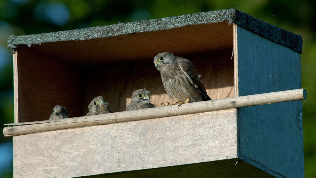 Kestrel juveniles in nest box