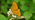 Silver-washed fritillary butterfly on flower