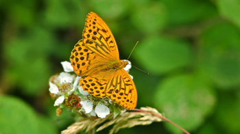 Silver-washed fritillary butterfly on flower Silver-washed fritillary butterfly on flower