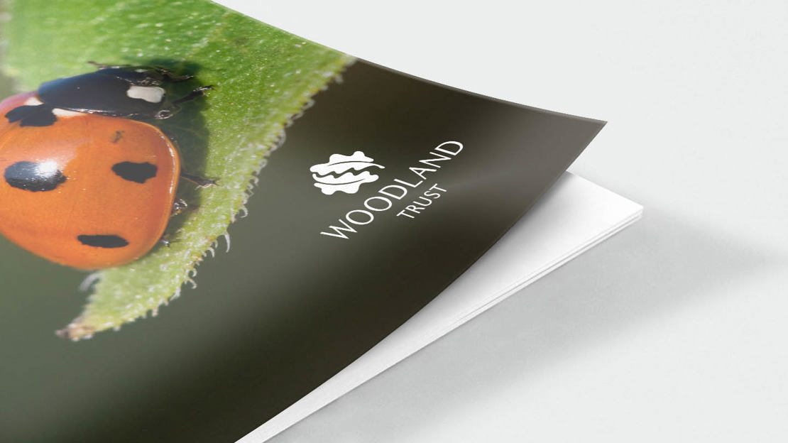 Ladybird on leaf front cover