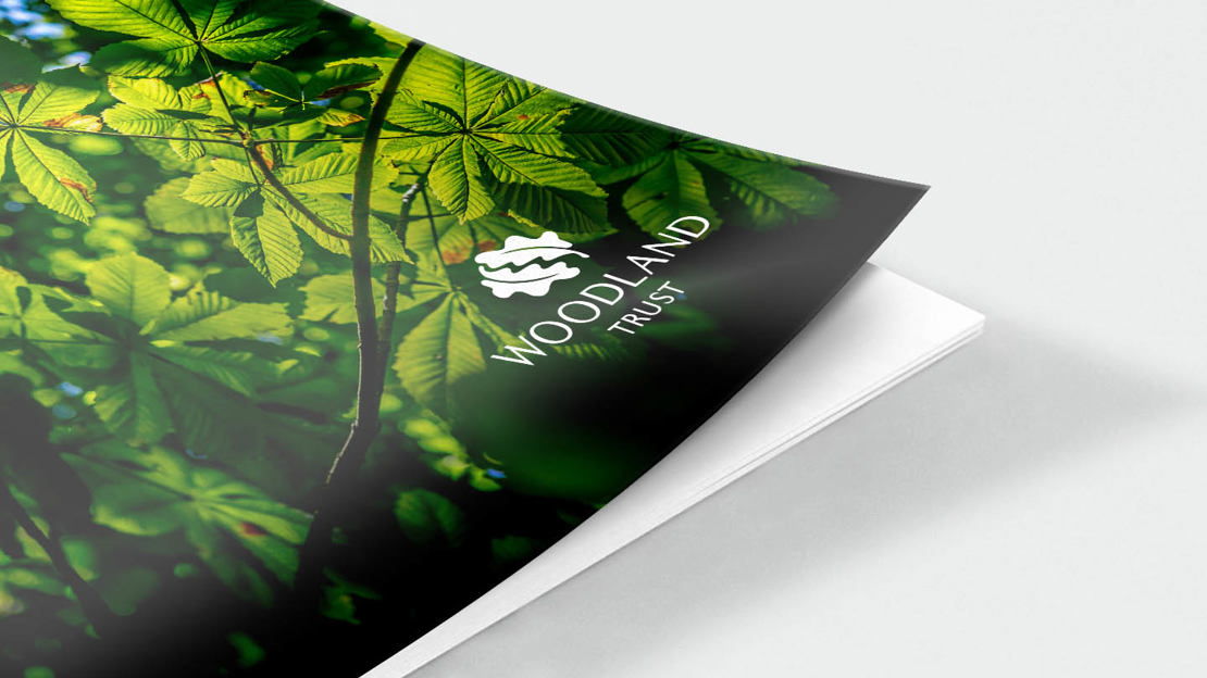 Leaves in blossom front cover