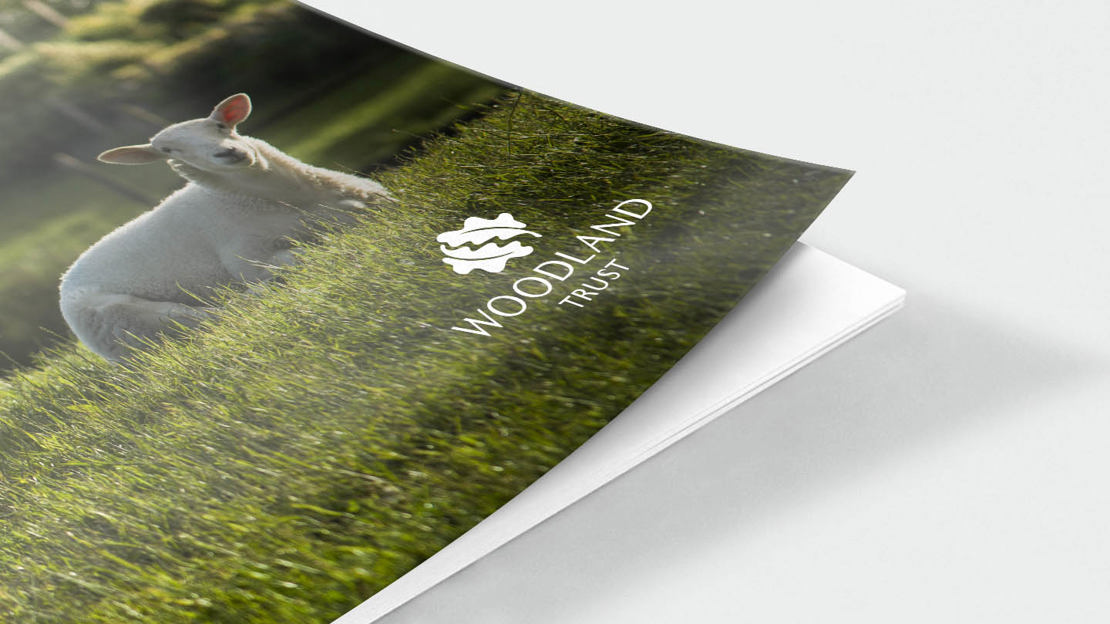 Sheep in pasture front cover