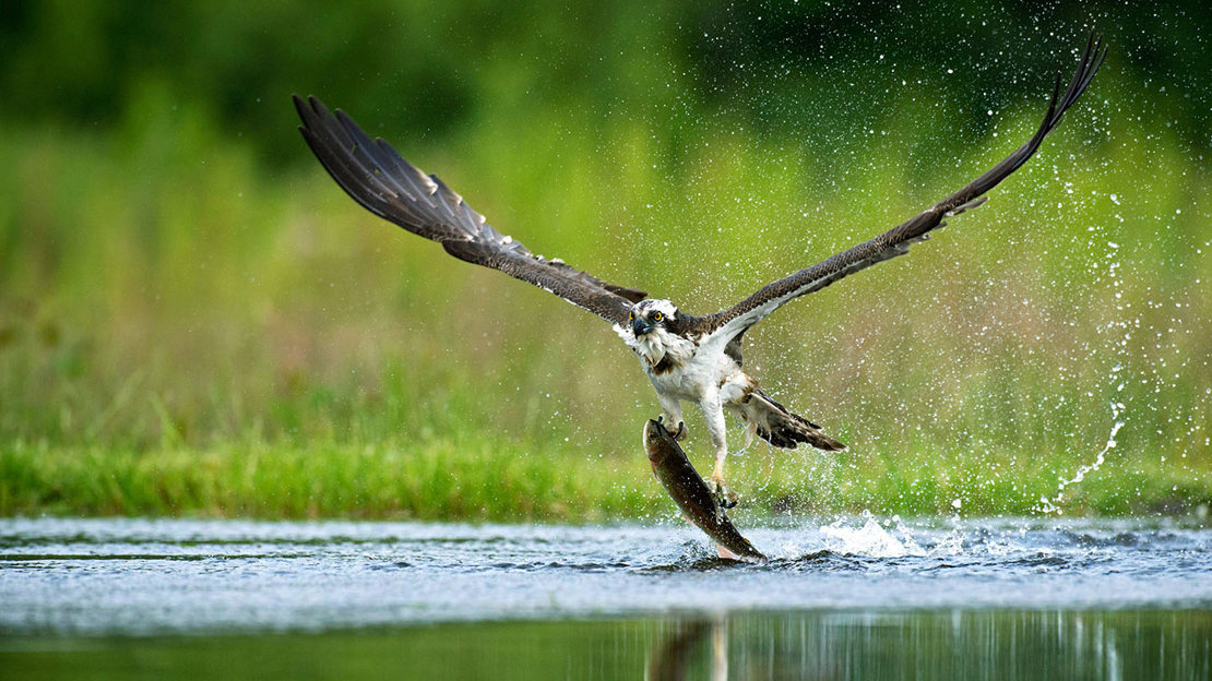 Osprey catching fish