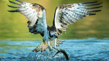 Osprey catching fish