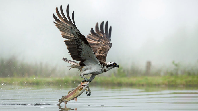 Osprey in flight fishing at dawn