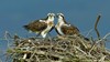 Osprey male and female on nest