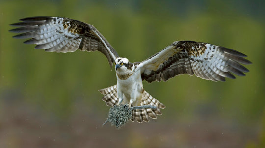 Osprey male flying to nest with moss