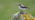 Wheatear adult male
