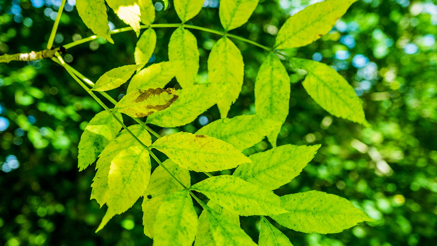 Ash tree identification