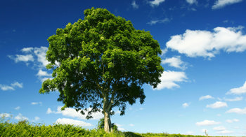 Signle ash tree overview with blue sky 