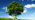 Signle ash tree overview with blue sky 
