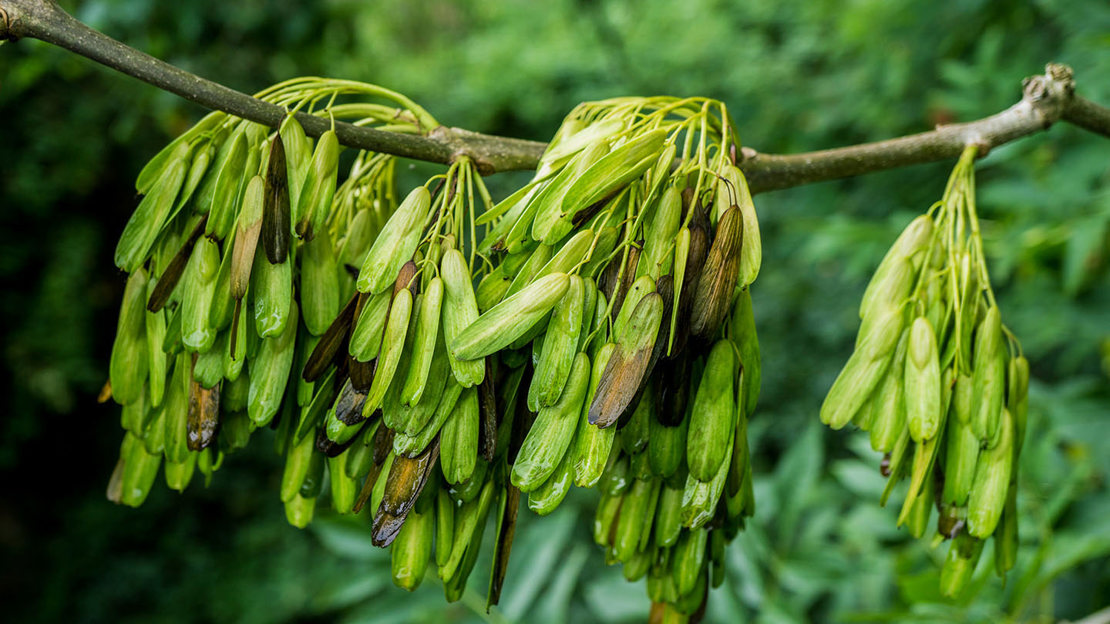 Ash fruit seeds on branch