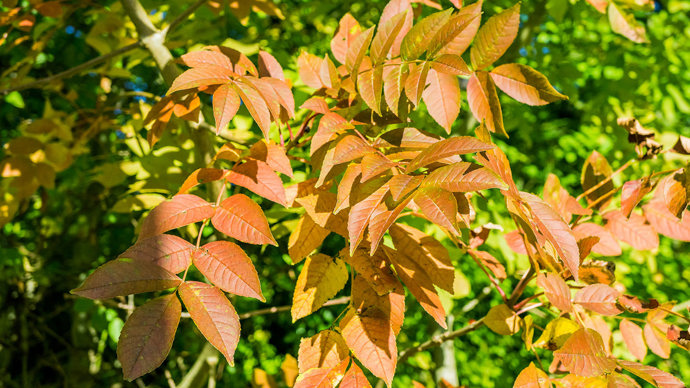 Ash leaves in autumn