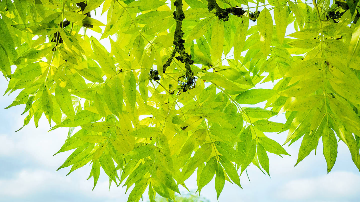 When Do Ash Trees Lose Their Leaves