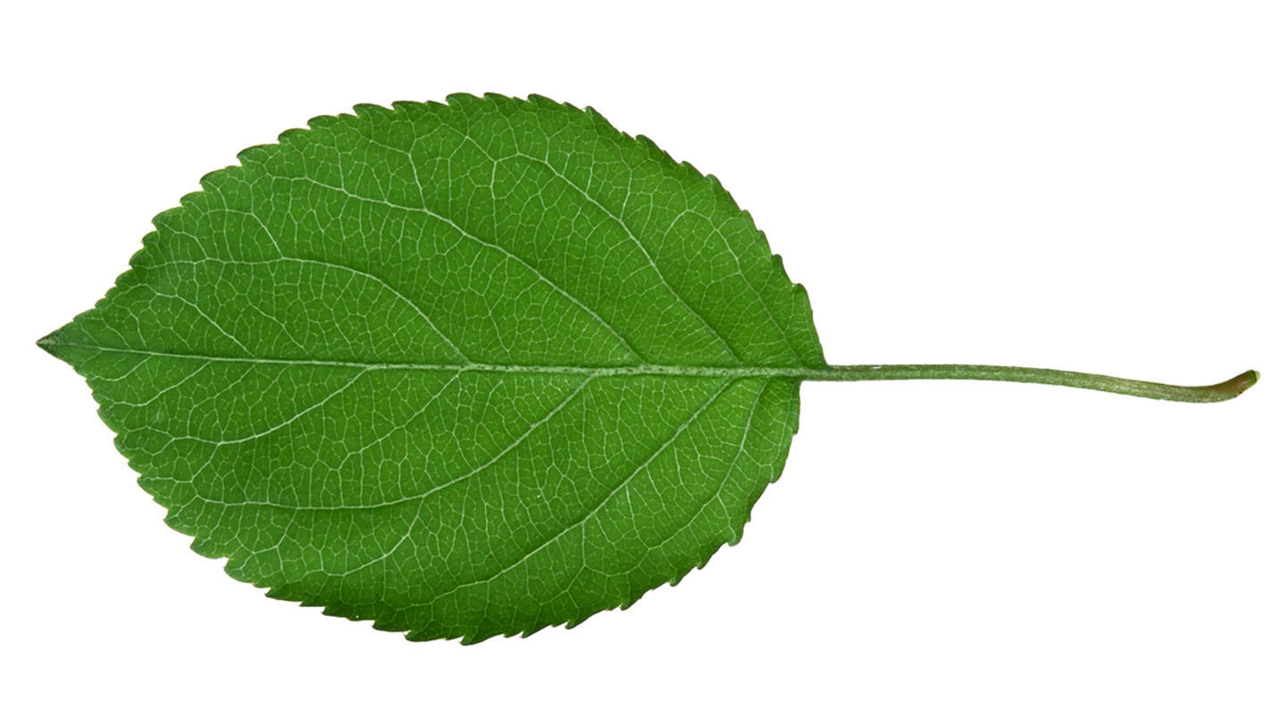 Crabapple Leaves