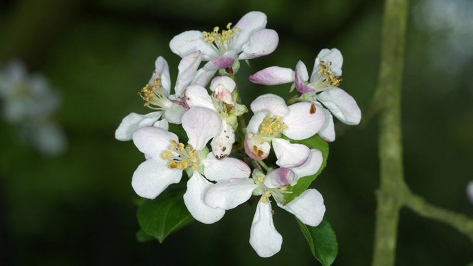 Crab apple flowers