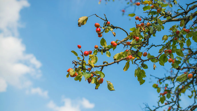 Crab apple fruit in canopy