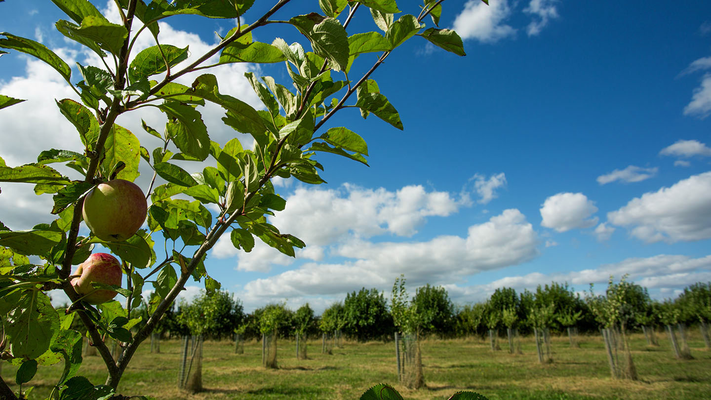 Crab Apple (Malus sylvestris) British Trees Woodland Trust