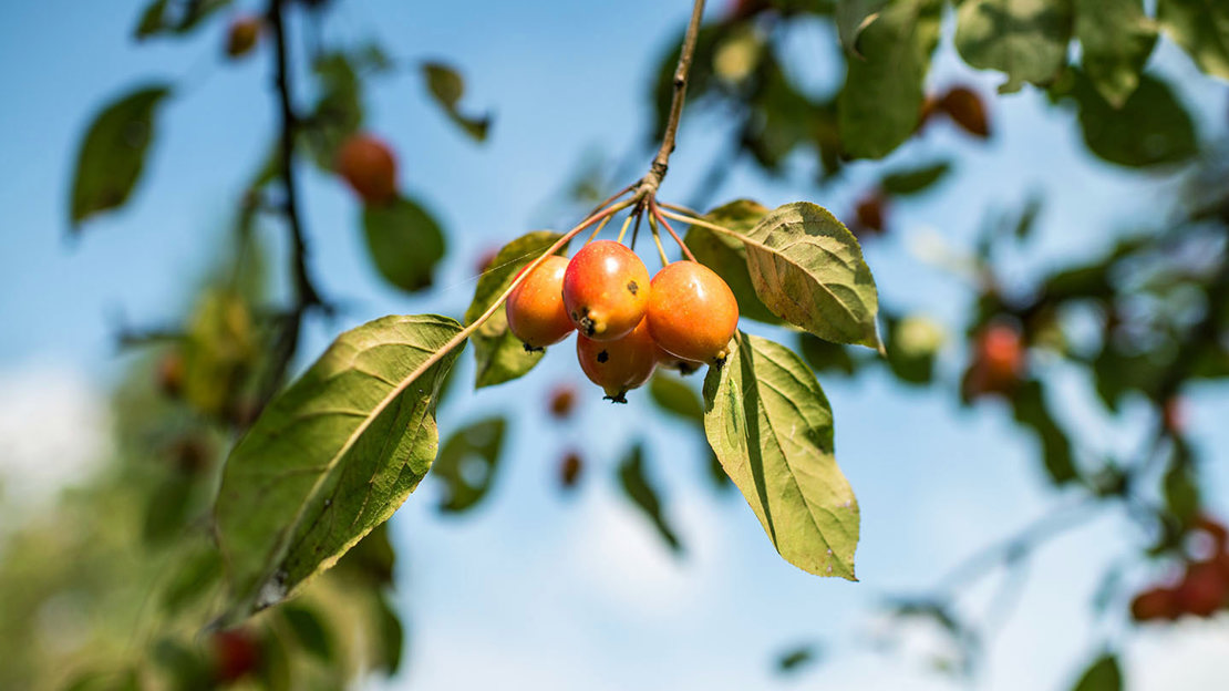 Crab apple young fruit